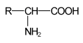 aminokyselina