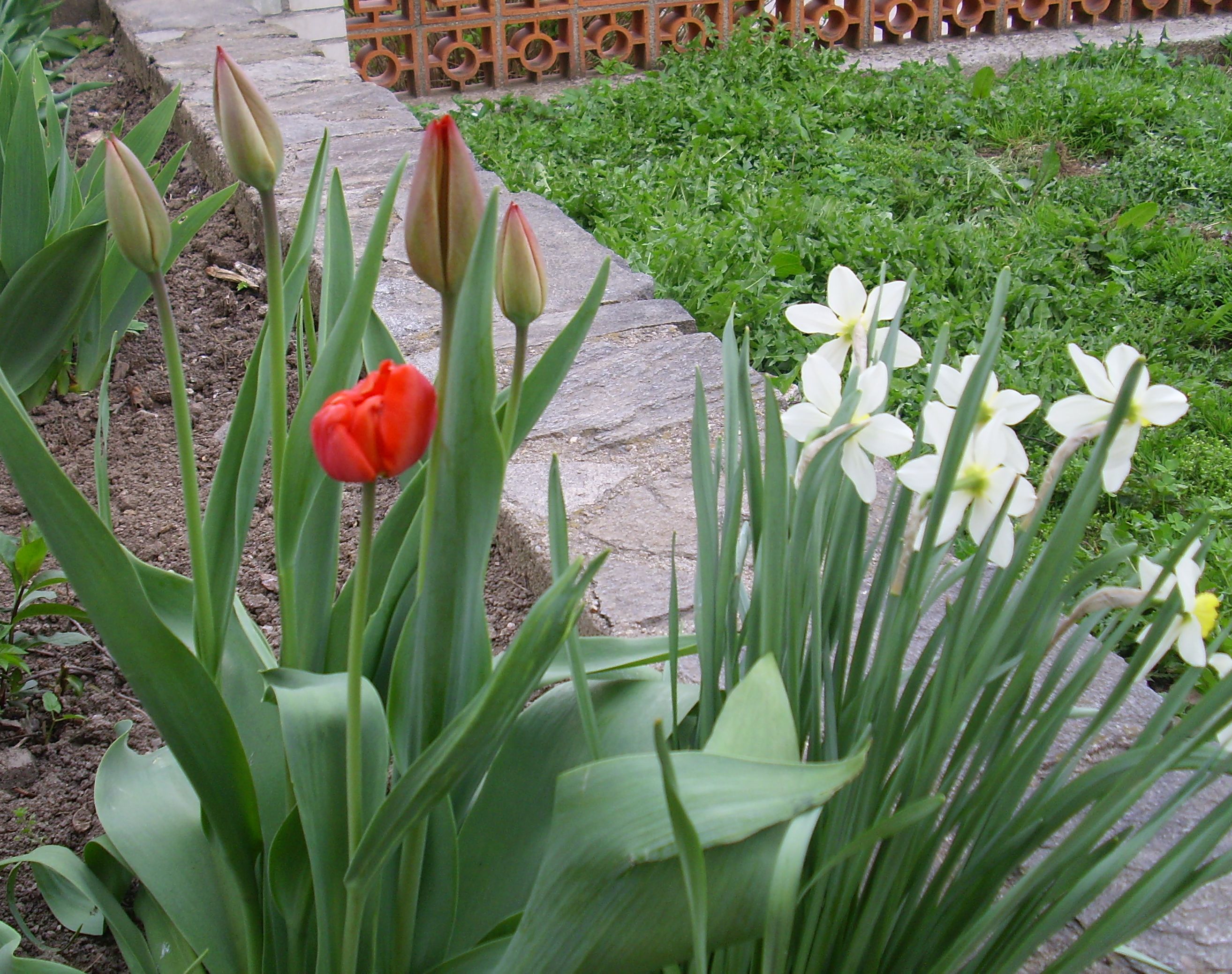 tulipany